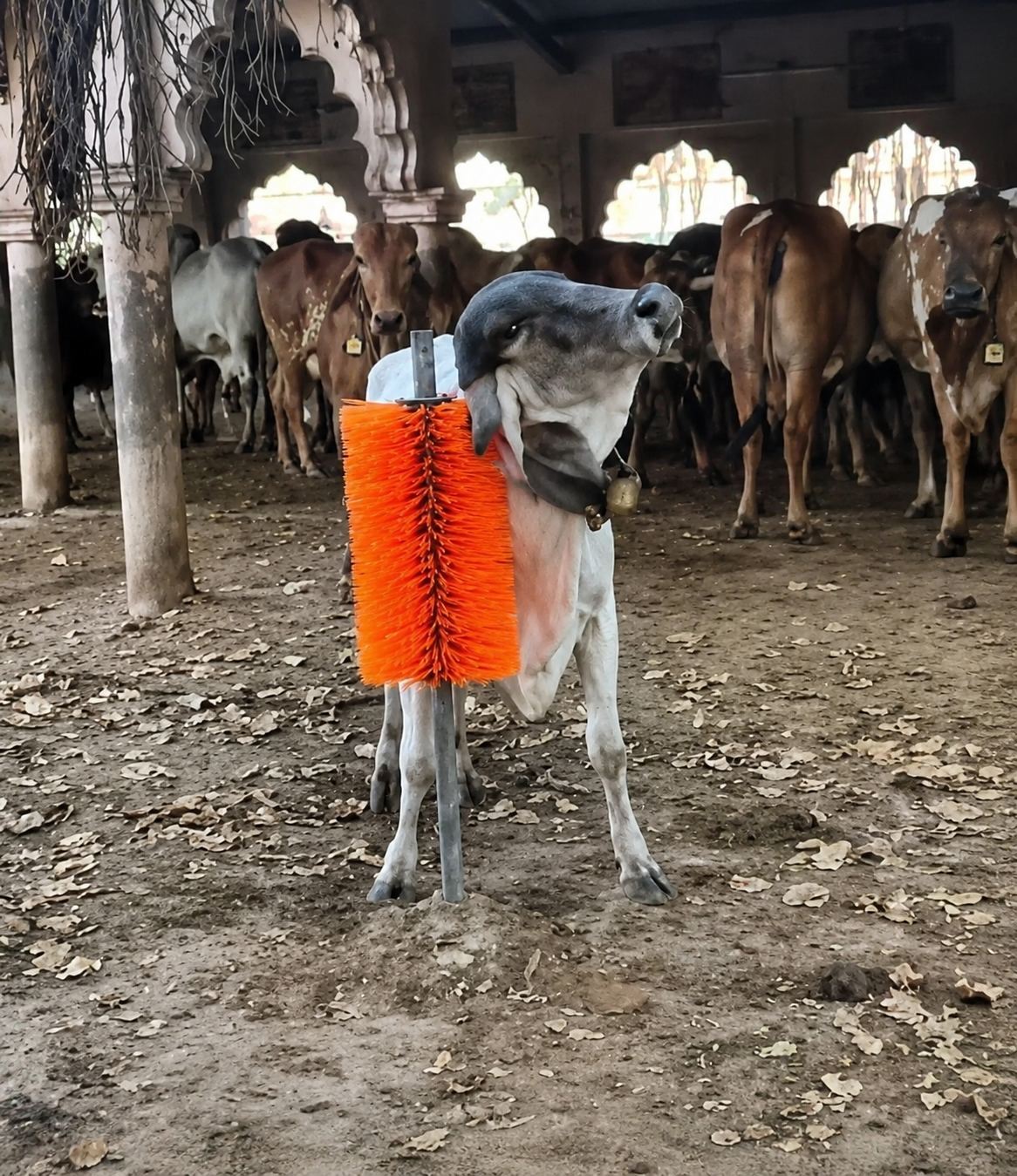 Cow Grooming Brush