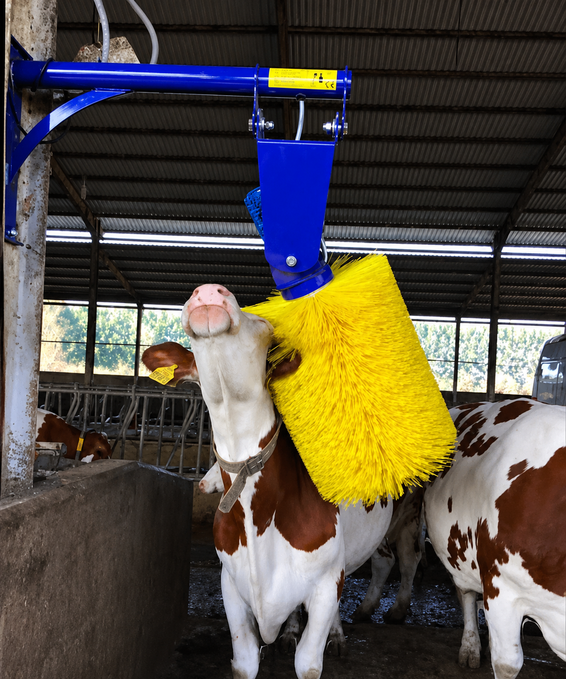Cow Grooming Brush